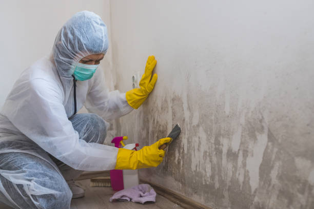 Best Mold Prevention Services  in Castle Shannon, PA